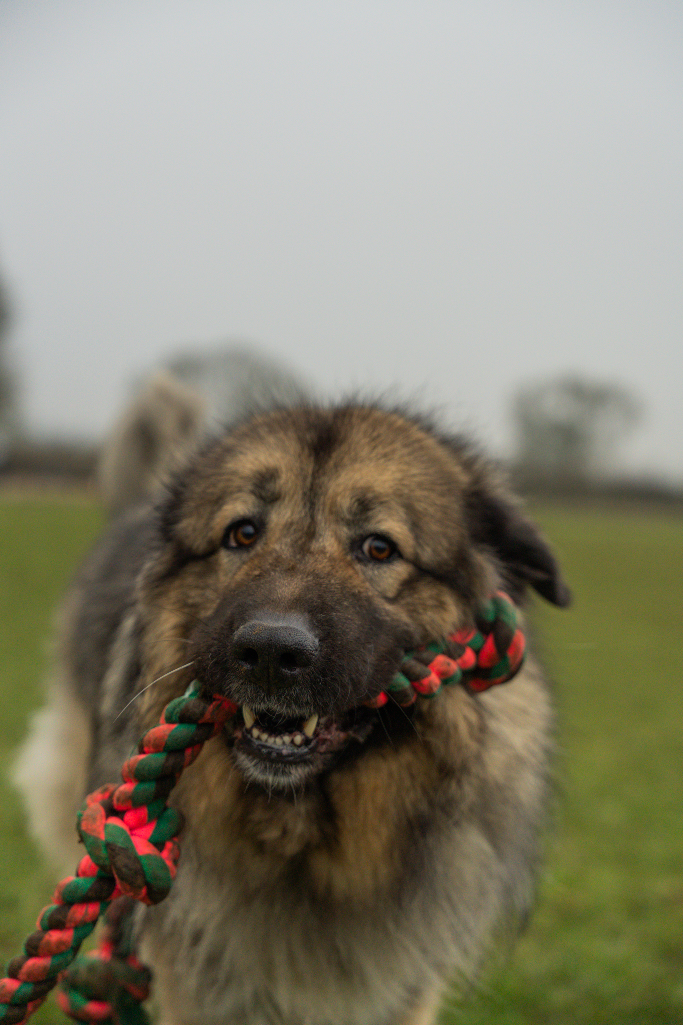 Featured dog photo