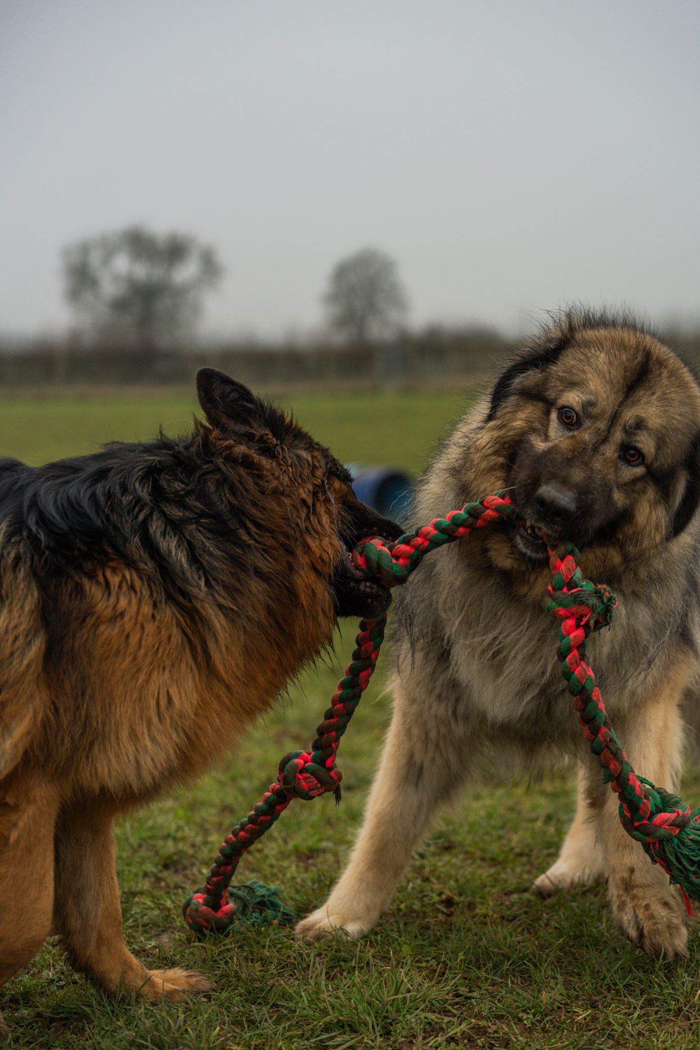 Dog photo 1