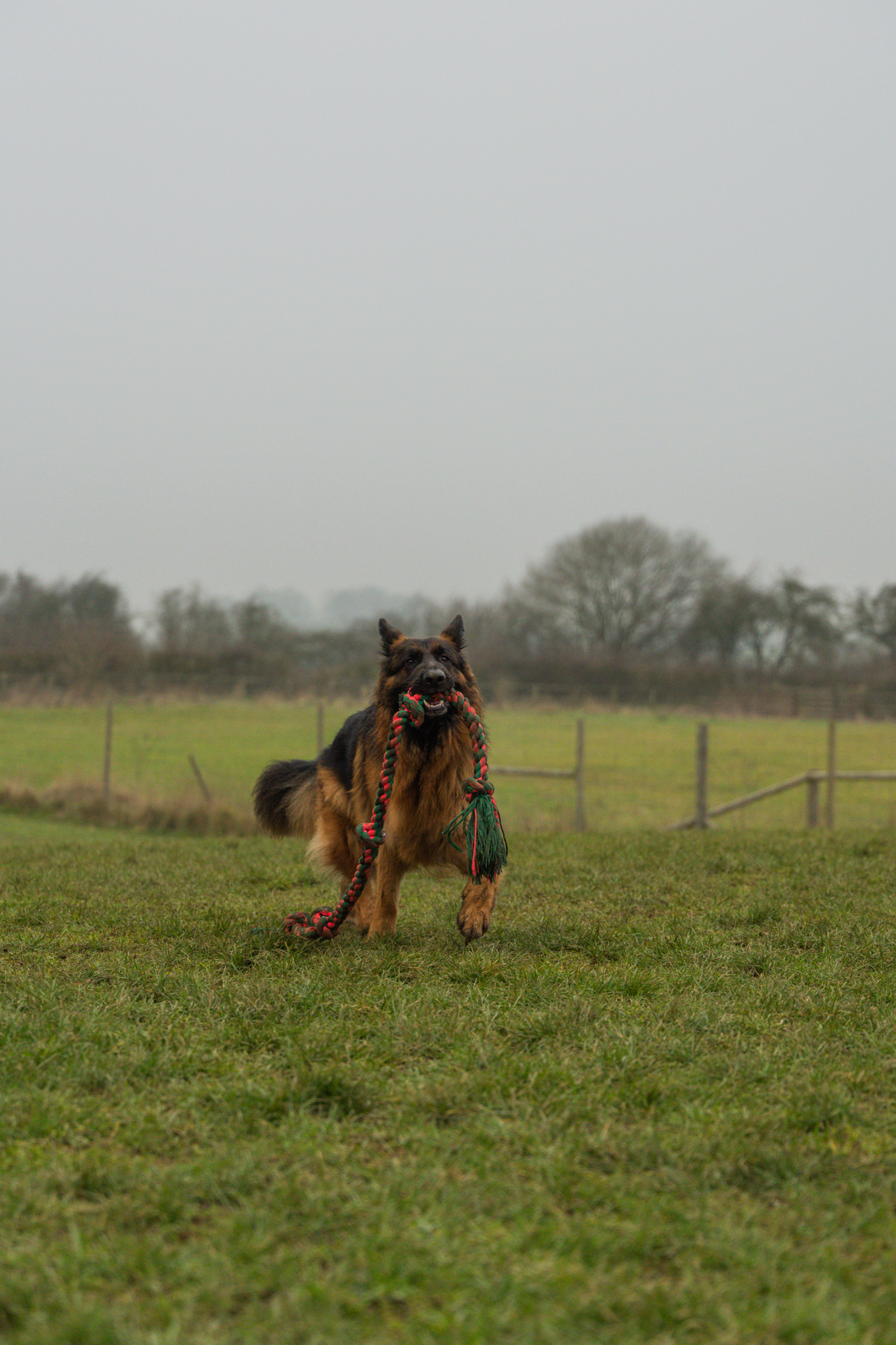 Dog photo 2